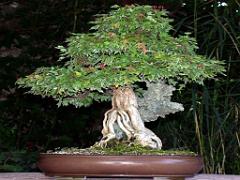 149 BONZAI A MAULEVRIER 2016_000034